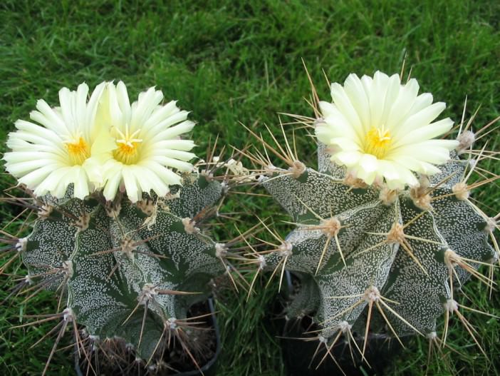 Cactus estrella